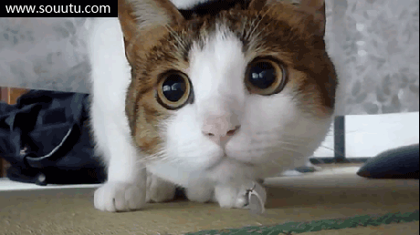 好萌的猫