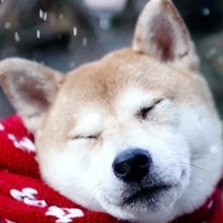 秋田犬图片，可爱秋田犬卖萌图片
