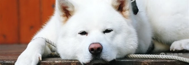 秋田犬图片，可爱秋田犬卖萌图片 第2张