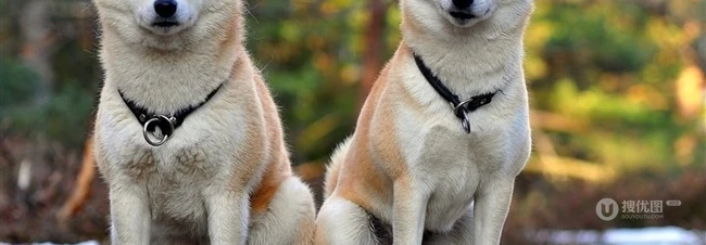 秋田犬图片，可爱秋田犬卖萌图片 第8张