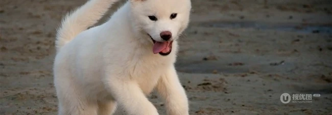 秋田犬图片，可爱秋田犬卖萌图片 第7张