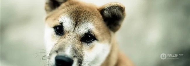 秋田犬图片，可爱秋田犬卖萌图片 第4张