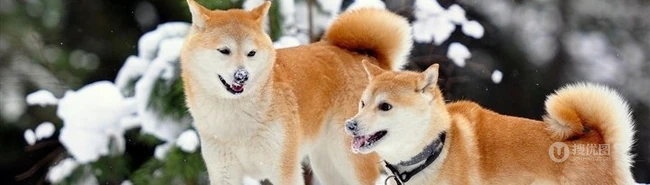 秋田犬图片，可爱秋田犬卖萌图片 第5张