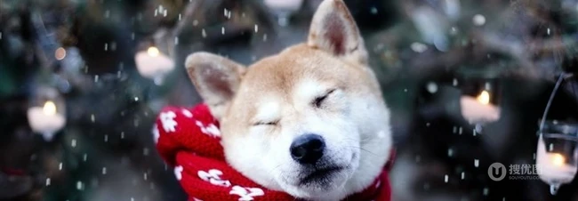秋田犬图片，可爱秋田犬卖萌图片 第1张