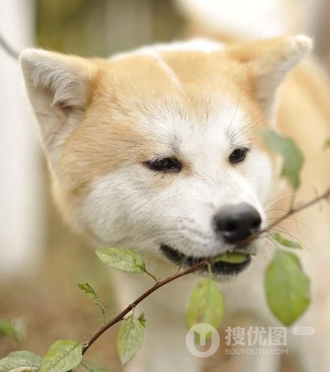 秋田犬图片，可爱秋田犬卖萌图片 第9张