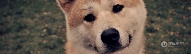 秋田犬图片，可爱秋田犬卖萌图片 第3张