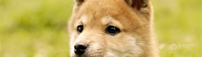 秋田犬图片，可爱秋田犬卖萌图片 第6张