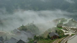 雾气弥漫的树林