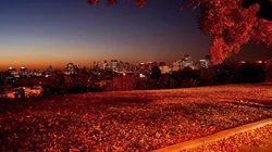 落叶，木头&mdash;&mdash;意境图片