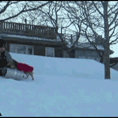 汪星人抢滑雪板