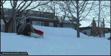 汪星人抢滑雪板