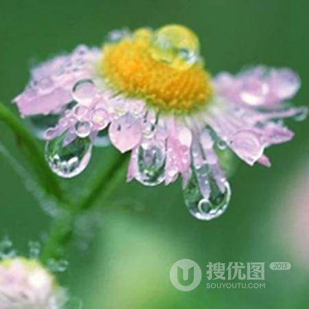 清晨露珠唯美头像&mdash;&mdash;点点滴滴在心头