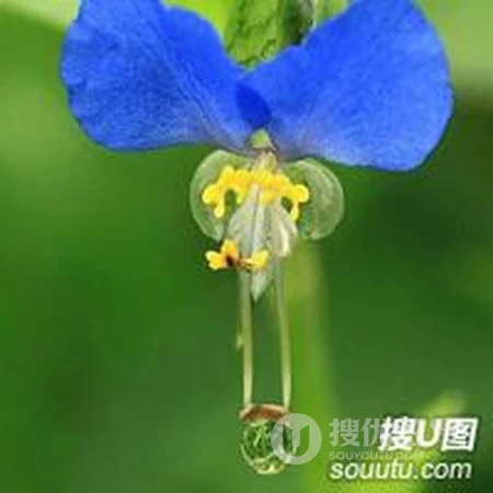 清晨露珠唯美头像&mdash;&mdash;点点滴滴在心头