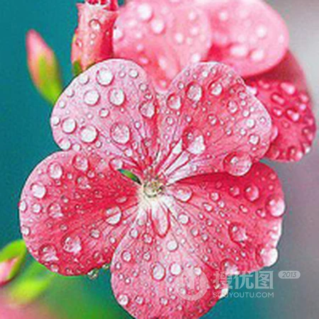 清晨露珠唯美头像&mdash;&mdash;点点滴滴在心头