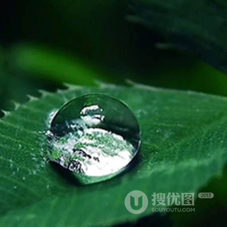 清晨露珠唯美头像&mdash;&mdash;点点滴滴在心头