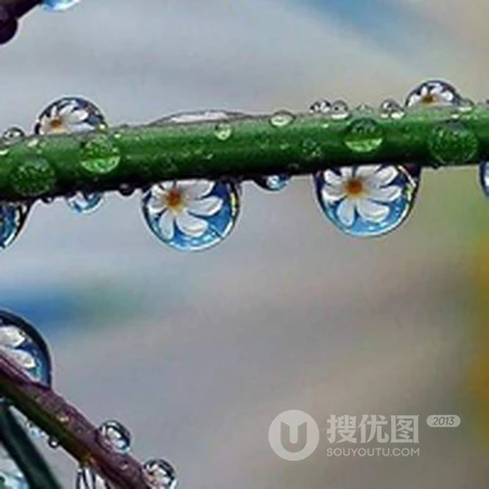 清晨露珠唯美头像&mdash;&mdash;点点滴滴在心头
