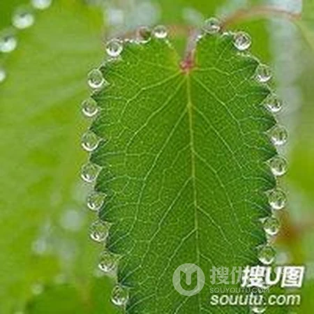 清晨露珠唯美头像&mdash;&mdash;点点滴滴在心头
