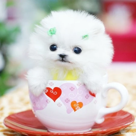 可爱迷你型袖珍茶杯狗狗