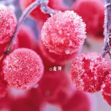 霜降美图_霜降见霜、米谷满仓.