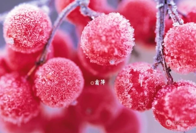 霜降美图_霜降见霜、米谷满仓.
