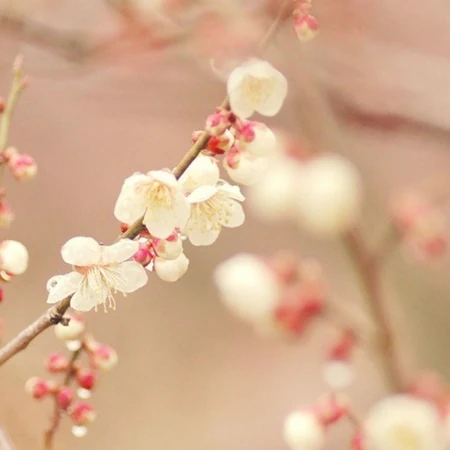 旖旎花语_闲花应笑人