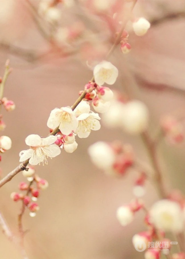 旖旎花语_闲花应笑人