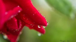 大雨过后~晶莹剔透的雨滴桌面壁纸