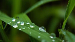 大雨过后~晶莹剔透的雨滴桌面壁纸