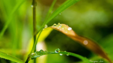 大雨过后~晶莹剔透的雨滴桌面壁纸