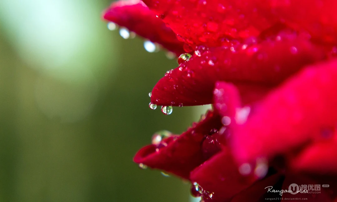 大雨过后~晶莹剔透的雨滴桌面壁纸