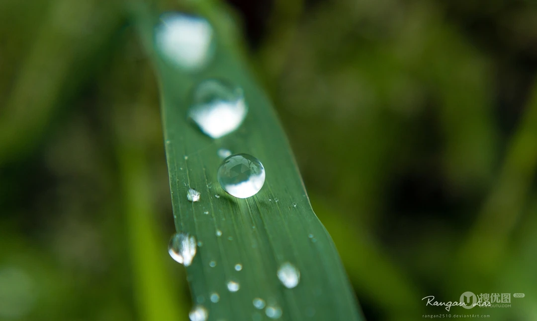 大雨过后~晶莹剔透的雨滴桌面壁纸