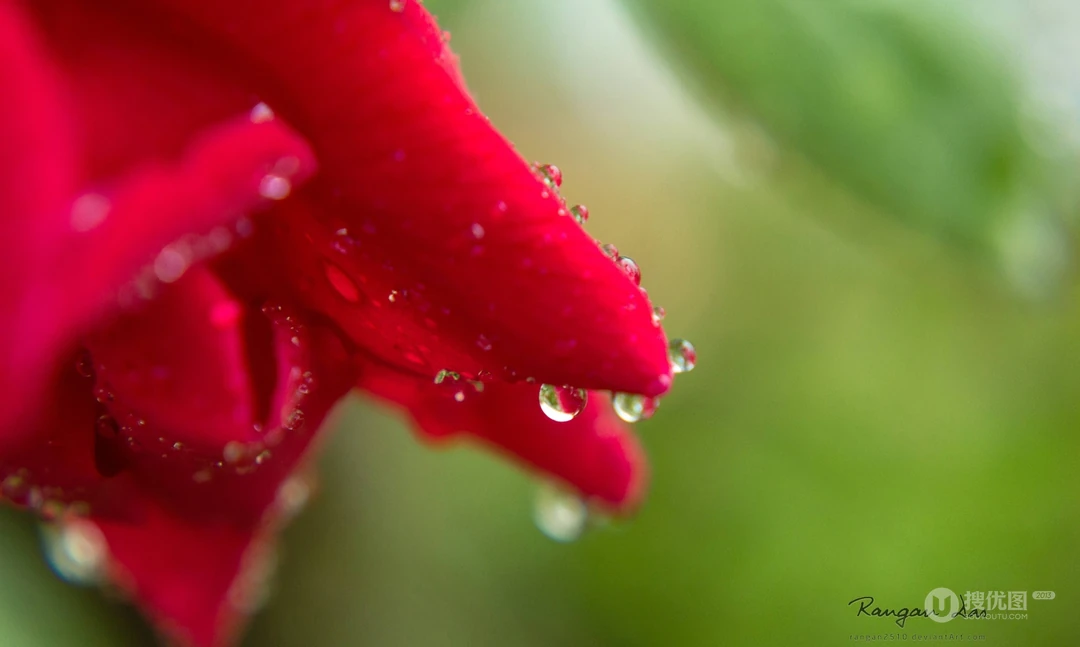 大雨过后~晶莹剔透的雨滴桌面壁纸