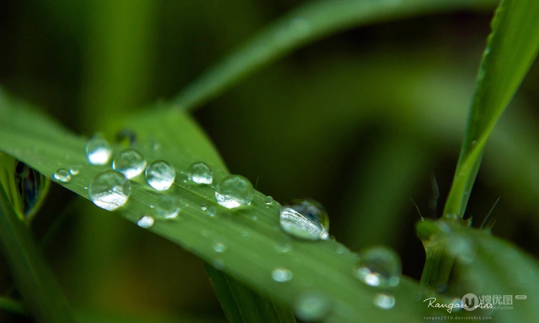 大雨过后~晶莹剔透的雨滴桌面壁纸