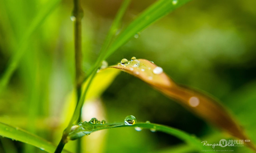 大雨过后~晶莹剔透的雨滴桌面壁纸