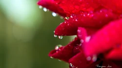 大雨过后~晶莹剔透的雨滴桌面壁纸