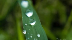 大雨过后~晶莹剔透的雨滴桌面壁纸