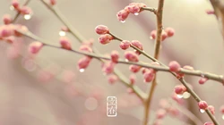 立春唯美1920x1200风景壁纸