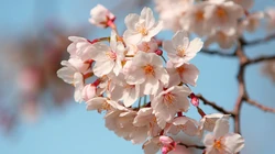 浪漫春季 开满浪漫樱花壁纸