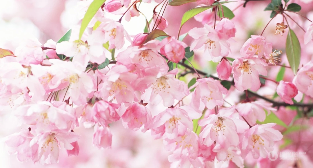 浪漫春季 开满浪漫樱花壁纸