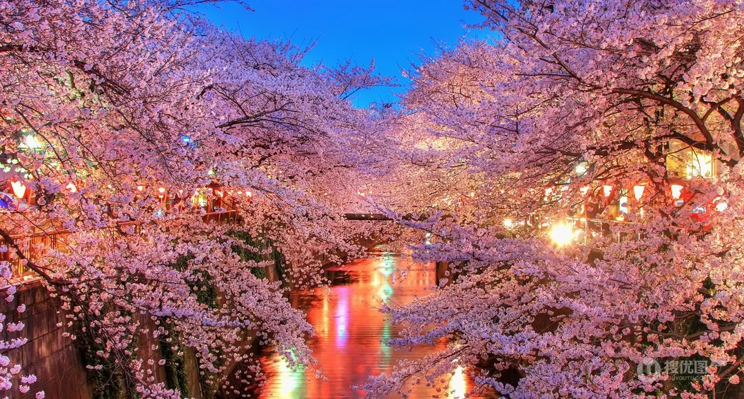 浪漫春季 开满浪漫樱花壁纸