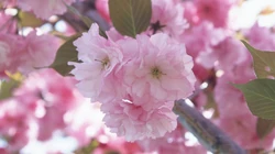浪漫春季 开满浪漫樱花壁纸