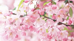 浪漫春季 开满浪漫樱花壁纸