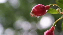 萌芽花蕾~春天1920x1200壁纸