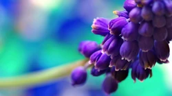 萌芽花蕾~春天1920x1200壁纸