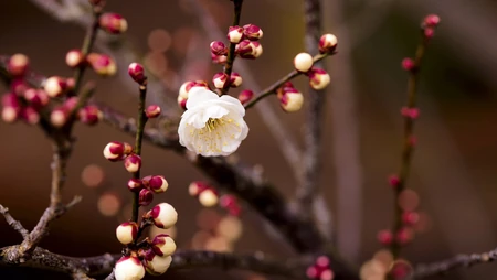 萌芽花蕾~春天1920x1200壁纸