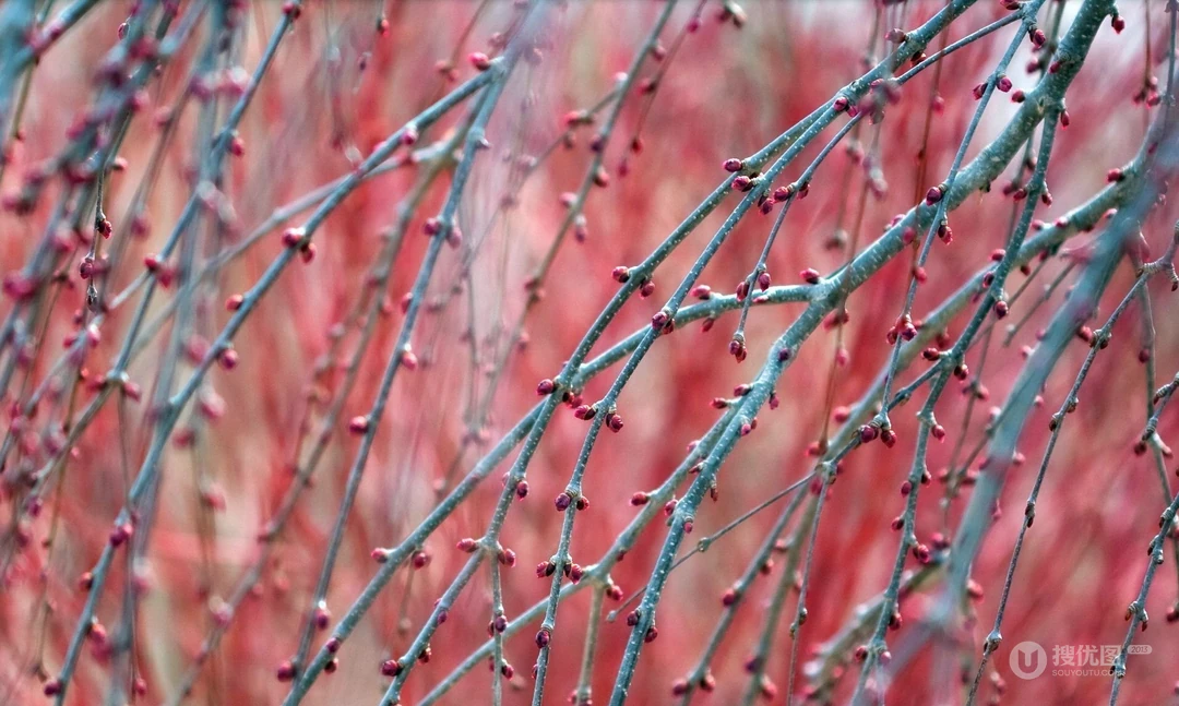 萌芽花蕾~春天1920x1200壁纸