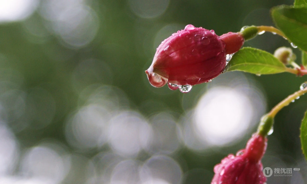 萌芽花蕾~春天1920x1200壁纸