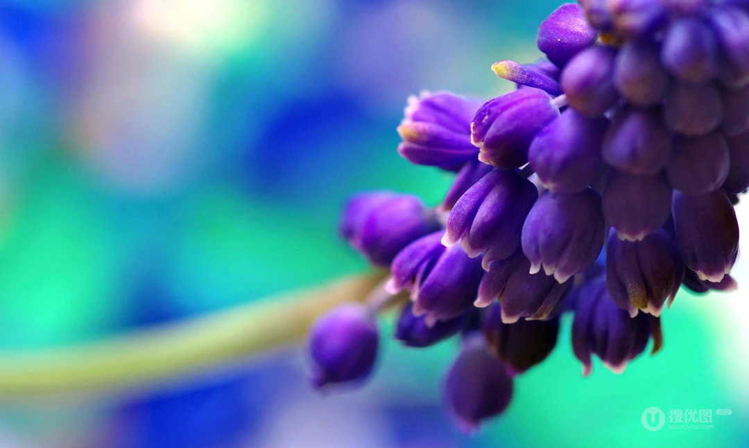 萌芽花蕾~春天1920x1200壁纸