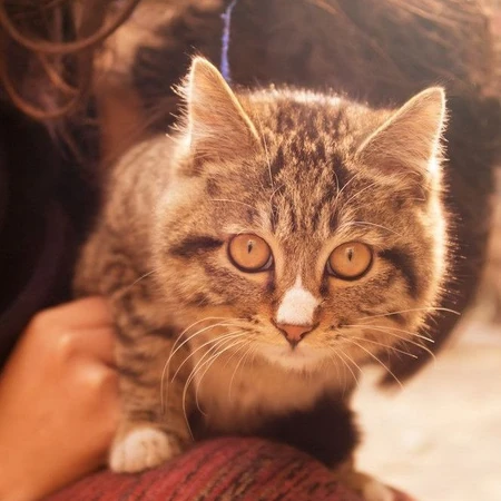 猫咪图片-可爱萌宠猫咪与可爱女生