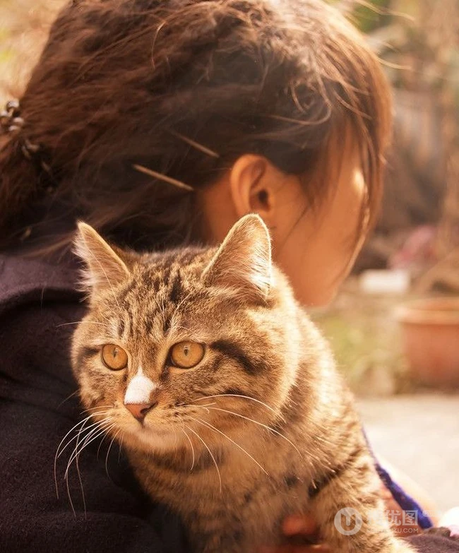 猫咪图片-可爱萌宠猫咪与可爱女生 第2张